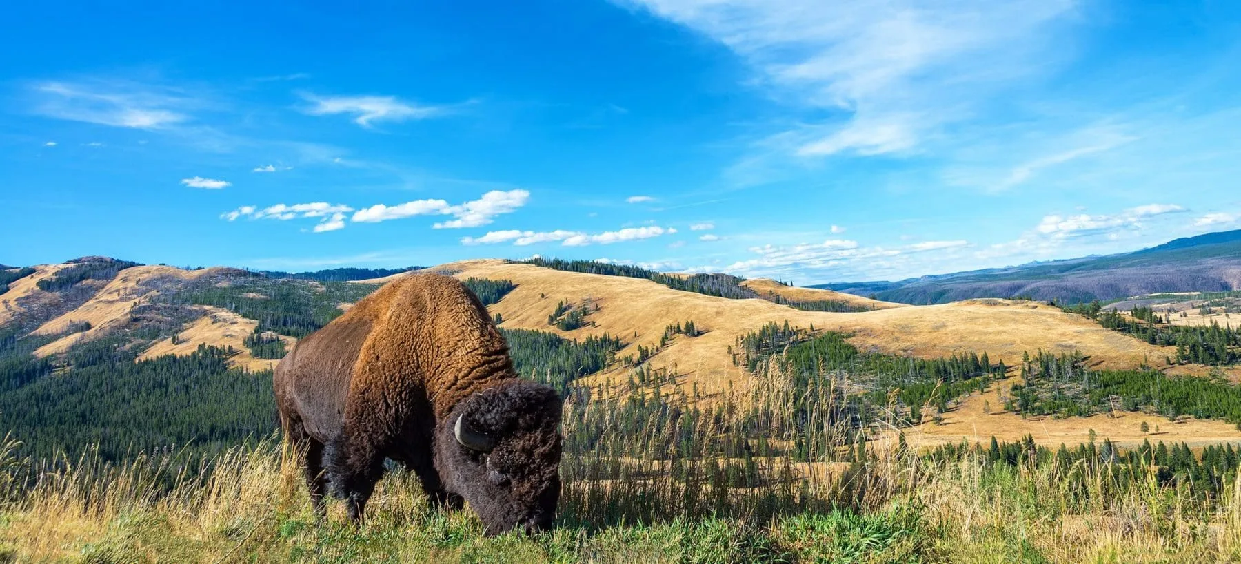 Buffalo Landscape View